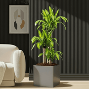 Dracaena Fragrans (Massangeana) in Grp Square Pot 40x40 - Greensouq - 