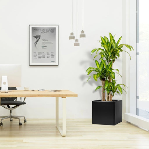 Dracaena Fragrans (Massangeana) in Grp Square Pot 40x40 - Greensouq - 