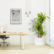 Dracaena Fragrans (Massangeana) in Grp Square Pot 40x40 - Greensouq - 