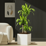 Dracaena Fragrans (Massangeana) in Grp Square Pot 40x40 - Greensouq - 