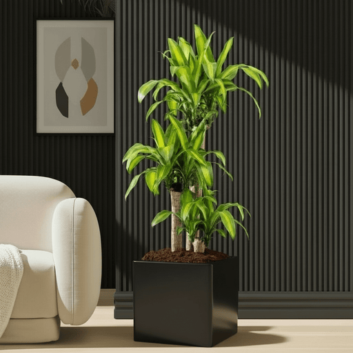 Dracaena Fragrans (Massangeana) in Grp Square Pot 40x40 - Greensouq - 
