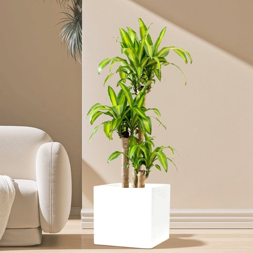 Dracaena Fragrans (Massangeana) in Grp Square Pot 40x40 - Greensouq - 