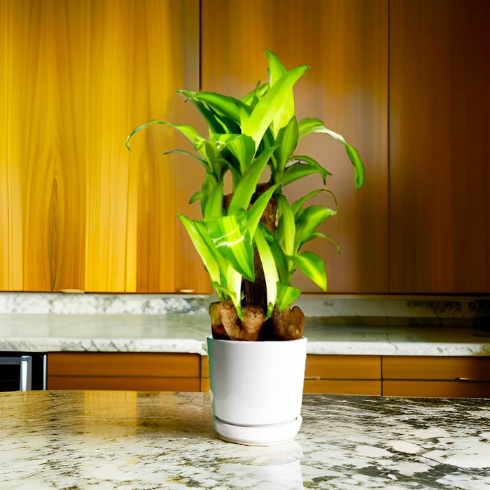 Dracaena fragrans "Massangeana Multi Branch " 30 - 40cm - Greensouq - 