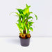 Dracaena fragrans "Massangeana Multi Branch " 30 - 40cm - Greensouq - 