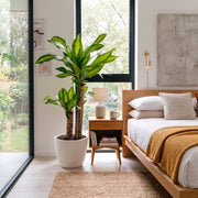 Dracaena Fragrans "Massangeana" | UAE's Natural Air Purifier! - Greensouq -