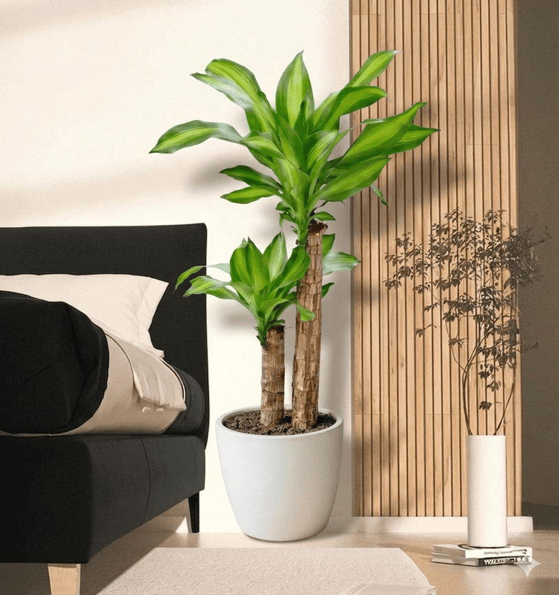 Dracaena Fragrans "Massangeana" | UAE's Natural Air Purifier! - Greensouq - 