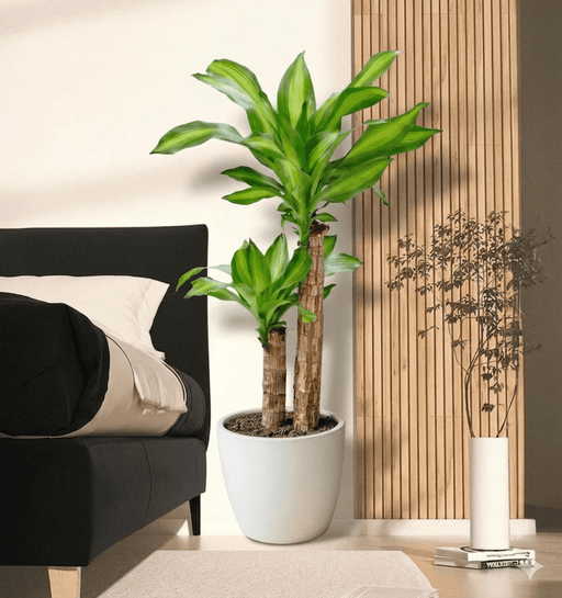 Dracaena Fragrans "Massangeana" | UAE's Natural Air Purifier! - Greensouq - 