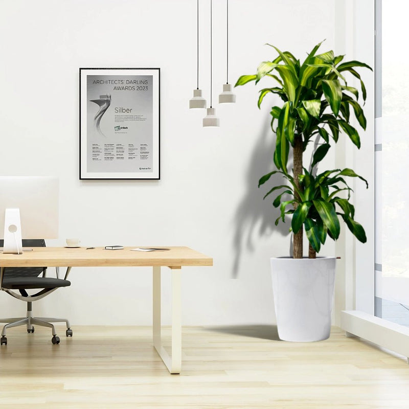 Dracaena fragrans Office Plant - Greensouq - 