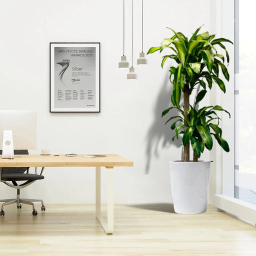 Dracaena fragrans Office Plant - Greensouq - 