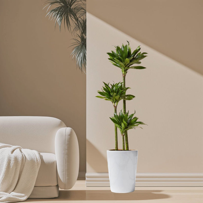 Dracaena Fragrans Or Compacta - Greensouq - 