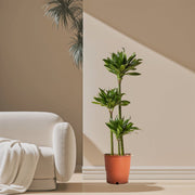 Dracaena Fragrans Or Compacta - Greensouq - 
