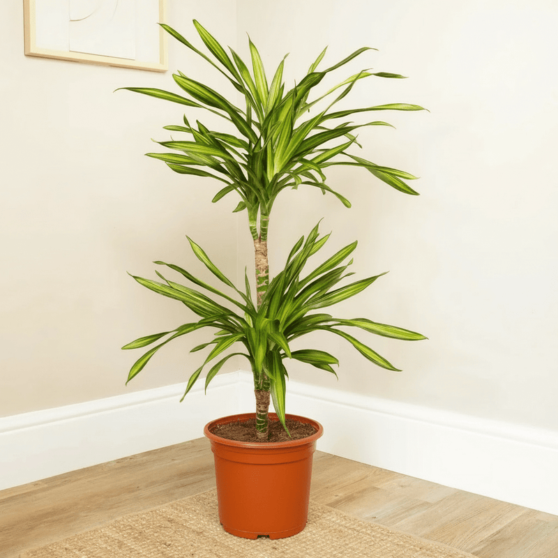 Dracaena fragrans Or Riki - Greensouq - 