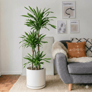 Dracaena fragrans - Riki | Dubai's Favorite Indoor Plant! - Greensouq - 