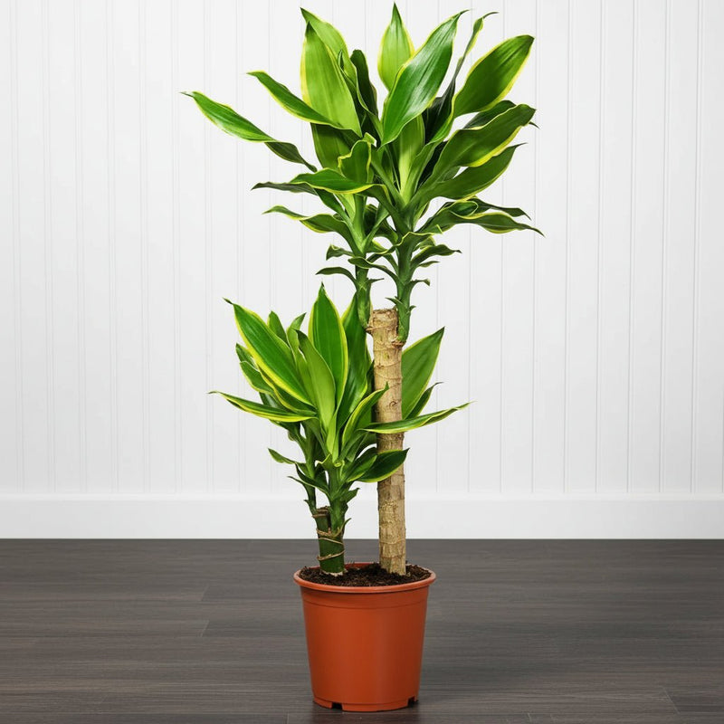 dracaena fragrans yellow Dracaena Fragrans Yellow Coast