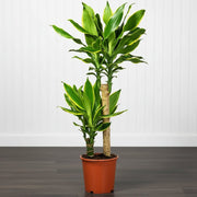Dracaena Fragrans "Yellow Coast" - Greensouq - 