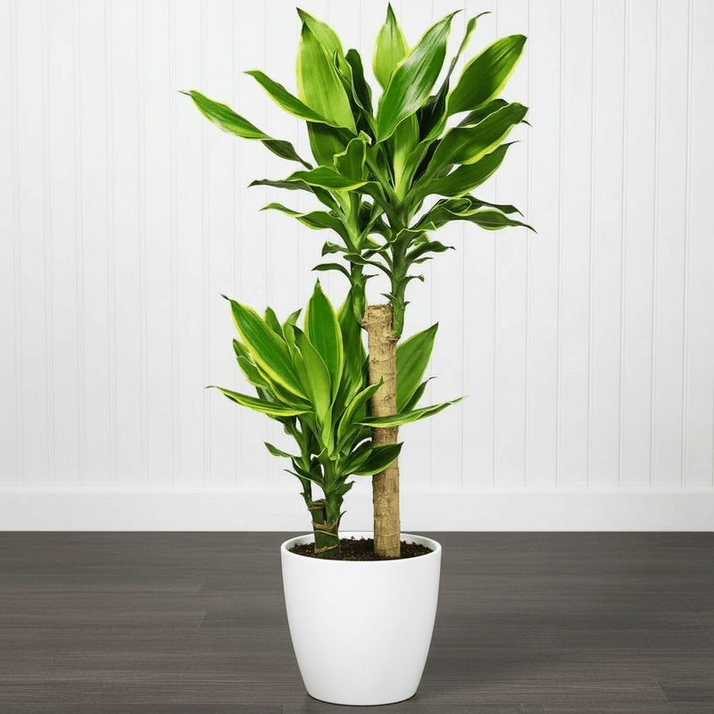 Dracaena Fragrans "Yellow Coast" - Greensouq - 