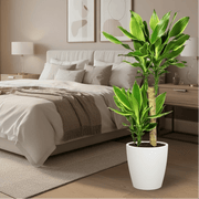 Dracaena Fragrans "Yellow Coast" - Greensouq - 