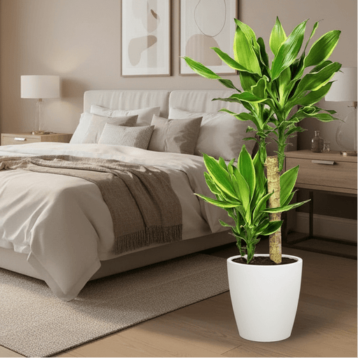 Dracaena Fragrans "Yellow Coast" - Greensouq - 