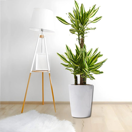 Dracaena Fragrans "Yellow Coast" - Greensouq - 