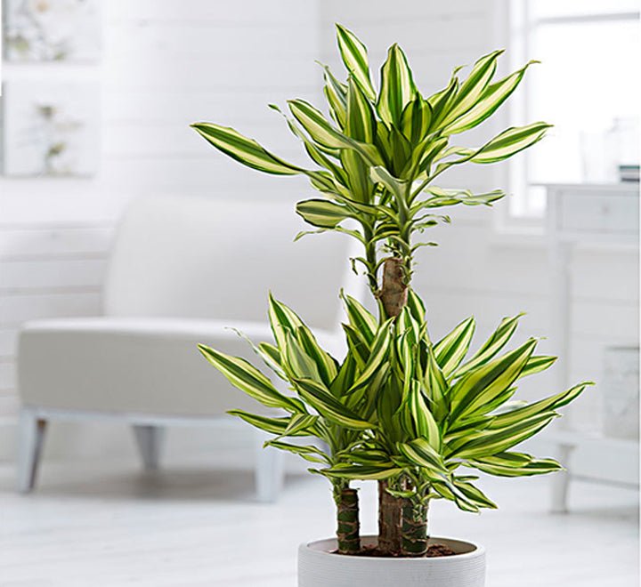 Dracaena Fragrans "Yellow Coast" - Greensouq - 