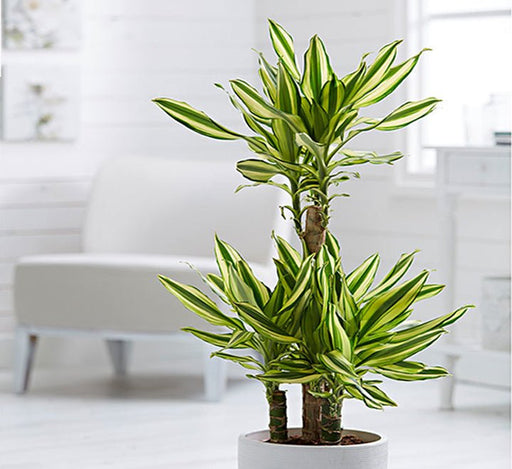 Dracaena Fragrans "Yellow Coast" - Greensouq - 