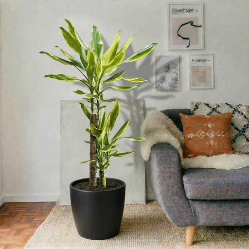 Dracaena Fragrans "Yellow Coast" | Dubai's Favorite Houseplant! - Greensouq - 