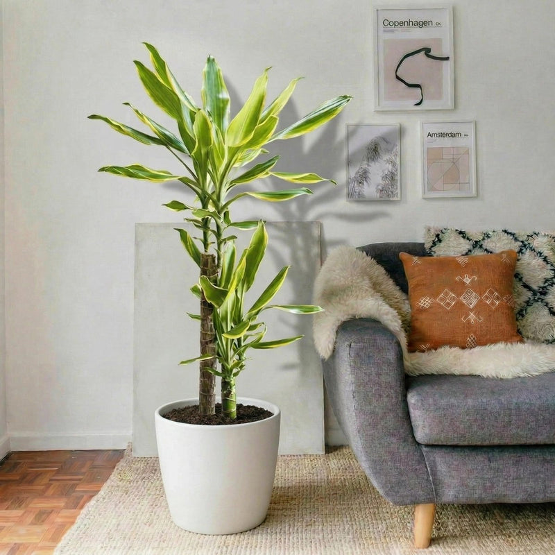 dracaena fragrans yellow Dracaena Fragrans Yellow Coast