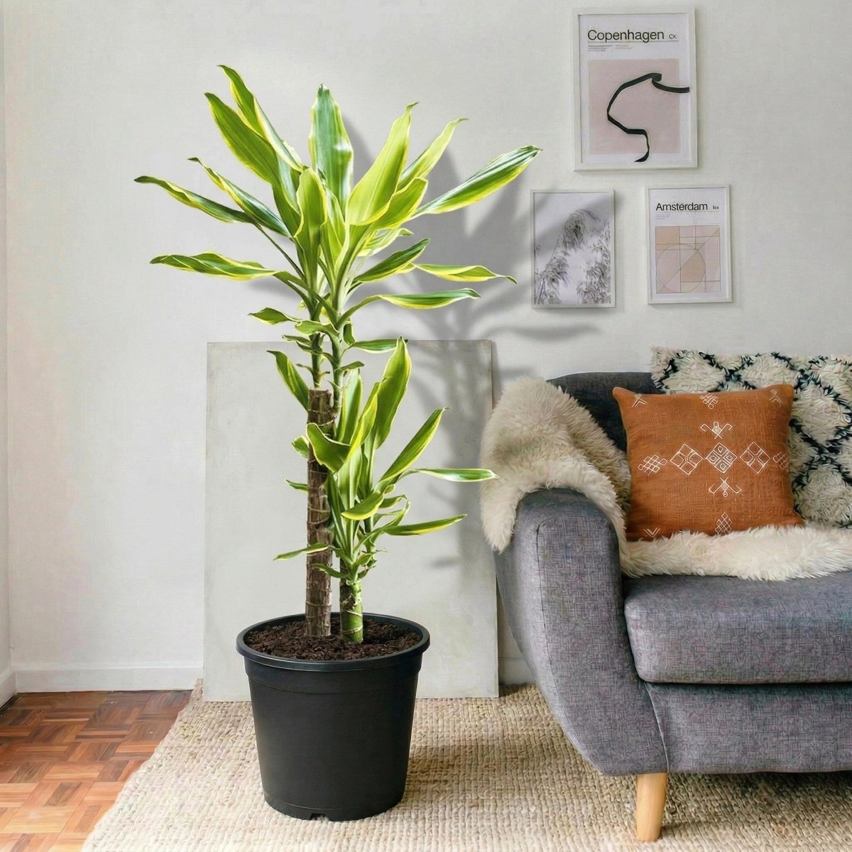 Dracaena Fragrans Yellow Coast
