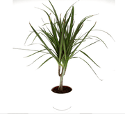Dracaena Marginata 40 - 50cm - Greensouq - 