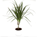 Dracaena Marginata 40 - 50cm - Greensouq - 