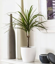 Dracaena Marginata 40 - 50cm - Greensouq - 