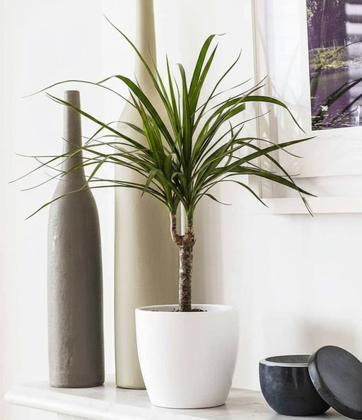 Dracaena Marginata 40 - 50cm - Greensouq - 