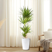 Dracaena Marginata - Greensouq - 
