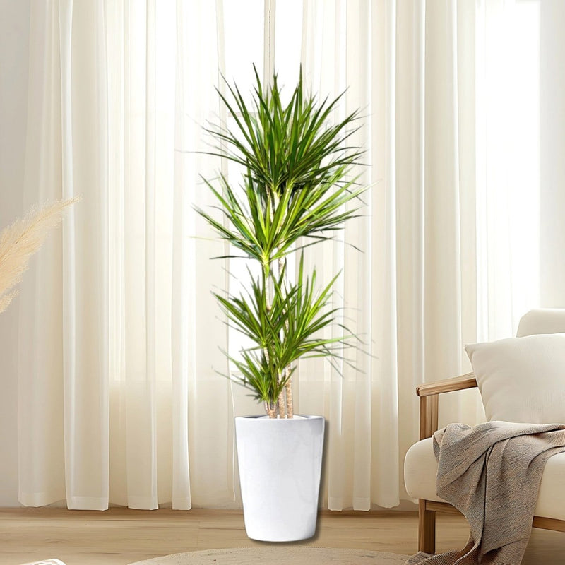 Dracaena Marginata - Greensouq - 