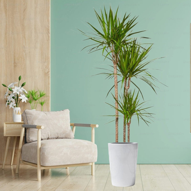 Dracaena Marginata - Greensouq - 