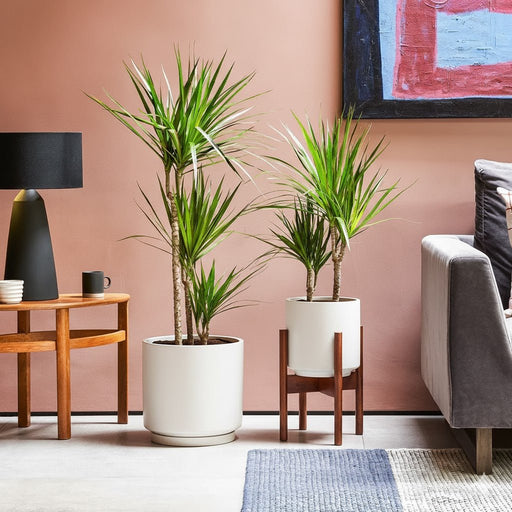 Dracaena Marginata - Greensouq - 