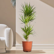 Dracaena Marginata - Greensouq - 