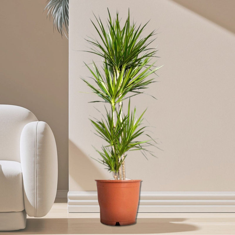Dracaena Marginata - Greensouq - 