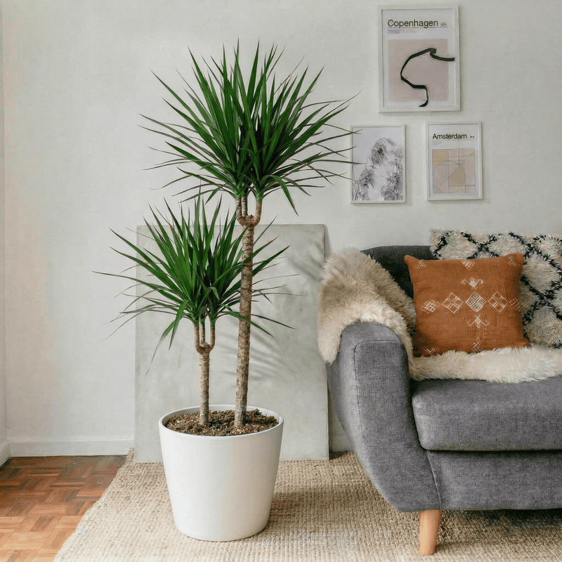 Dracaena Marginata | Dubai's Best Houseplant! - Greensouq - 