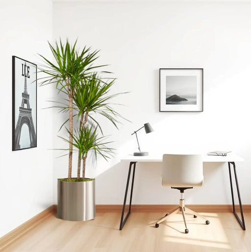 Dracaena Marginata in Stainless Steel Pot - Greensouq - 