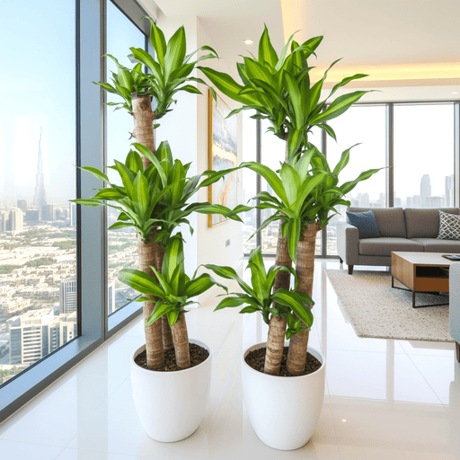 Dracaena Massangeana Bundle (2xDracaena Massangeana 90 - 100cm) - Greensouq - 