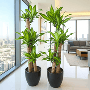 Dracaena Massangeana Bundle (2xDracaena Massangeana 90 - 100cm) - Greensouq - 