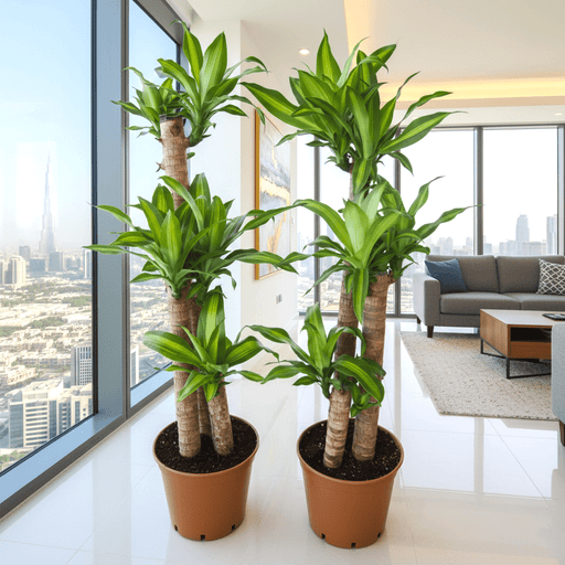 Dracaena Massangeana Bundle (2xDracaena Massangeana 90 - 100cm) - Greensouq - 