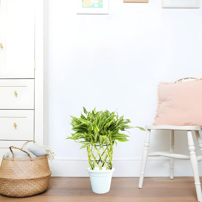 Dracaena Sanderiana | Ribbon Dracaena - Greensouq - 