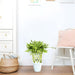 Dracaena Sanderiana | Ribbon Dracaena - Greensouq - 