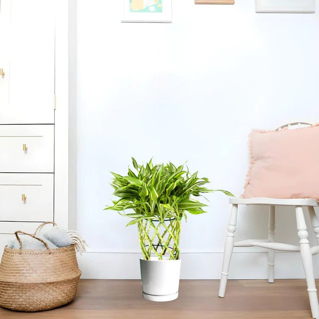 Dracaena Sanderiana | Ribbon Dracaena - Greensouq - 