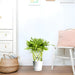 Dracaena Sanderiana | Ribbon Dracaena - Greensouq - 