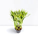 Dracaena Sanderiana | Ribbon Dracaena - Greensouq - 