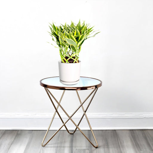 Dracaena Sanderiana | Ribbon Dracaena - Greensouq - 