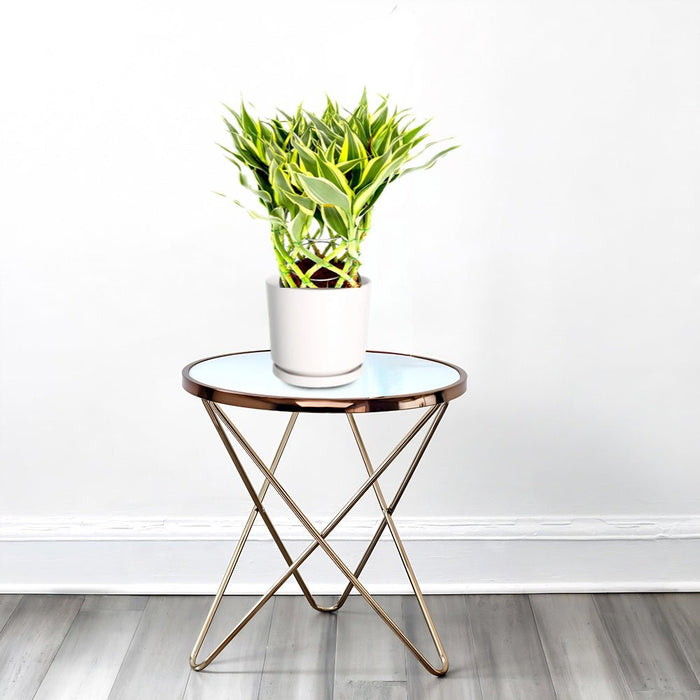 Dracaena Sanderiana | Ribbon Dracaena - Greensouq - 